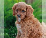 Small #3 Cavapoo (Miniature)