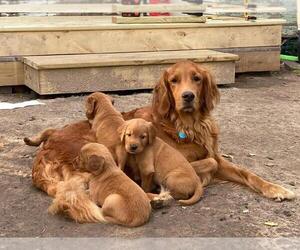 Mother of the Golden Retriever puppies born on 08/26/2023