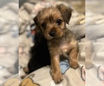 Small Photo #6 Yorkshire Terrier Puppy For Sale in ORLANDO, FL, USA