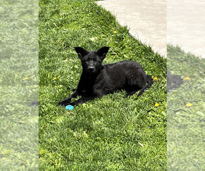 German Shepherd Dog Puppy for sale in DAHLONEGA, IA, USA