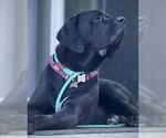 Small #7 Fila Brasileiro