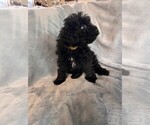 Puppy Purple Puli
