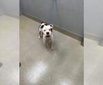 Small Mutt