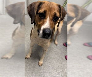Treeing Walker Coonhound-Unknown Mix Dogs for adoption in Palmetto, FL, USA