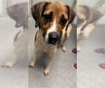 Small Treeing Walker Coonhound Mix