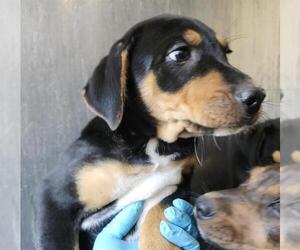 American Staffordshire Terrier-Labrador Retriever Mix Dogs for adoption in San Antonio, TX, USA