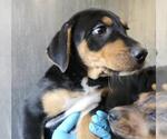 Small American Staffordshire Terrier-Labrador Retriever Mix