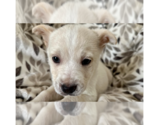 Small Photo #1 Chihuahua-Unknown Mix Puppy For Sale in San Diego, CA, USA
