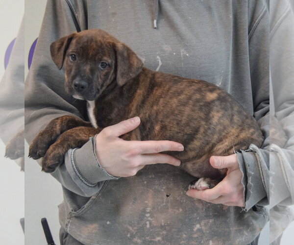 Medium Photo #2 Boxador Puppy For Sale in Huntley, IL, USA