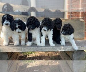 Poodle (Standard) Puppy for sale in FAYETTEVILLE, AR, USA