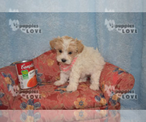 Maltipoo Puppy for sale in SANGER, TX, USA