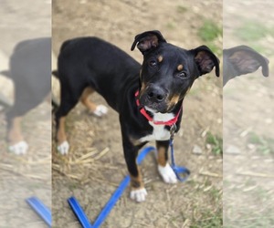 Rottweiler-Unknown Mix Dogs for adoption in Bardstown, KY, USA