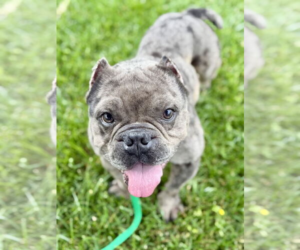Medium Photo #6 Free-Lance Bulldog Puppy For Sale in Corona, CA, USA