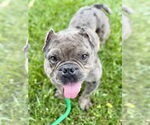 Small #5 Free-Lance Bulldog