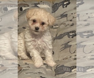 Maltese-Maltipoo Mix Puppy for sale in STOCKTON, CA, USA