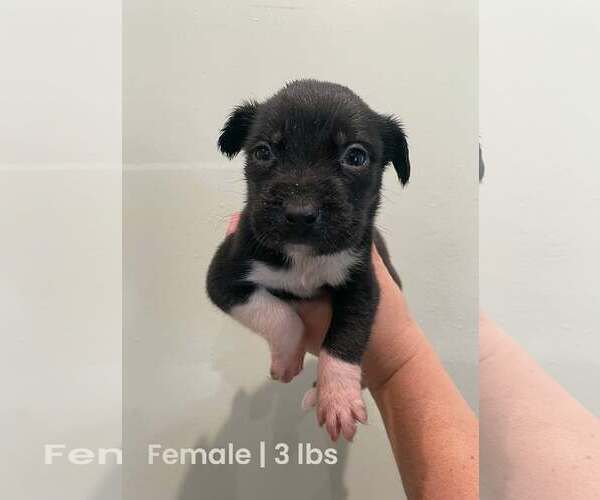 Medium Photo #3 Labrador Retriever-Unknown Mix Puppy For Sale in Royal Palm Beach, FL, USA