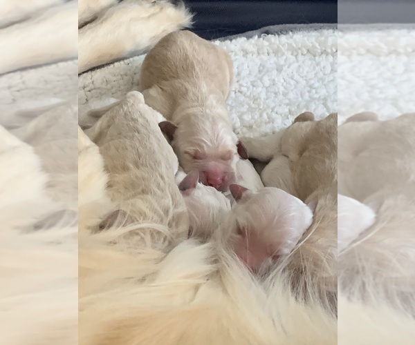 Medium Photo #4 Goldendoodle Puppy For Sale in COATESVILLE, PA, USA