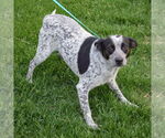 Small #3 Border Collie Mix