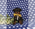 Small Photo #1 YorkiePoo Puppy For Sale in OXFORD, PA, USA