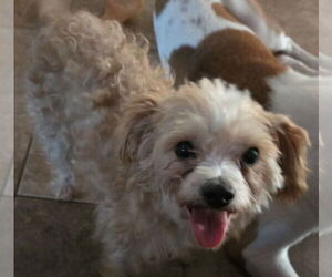 Maltese-Poodle (Toy) Mix Dogs for adoption in San Antonio, TX, USA