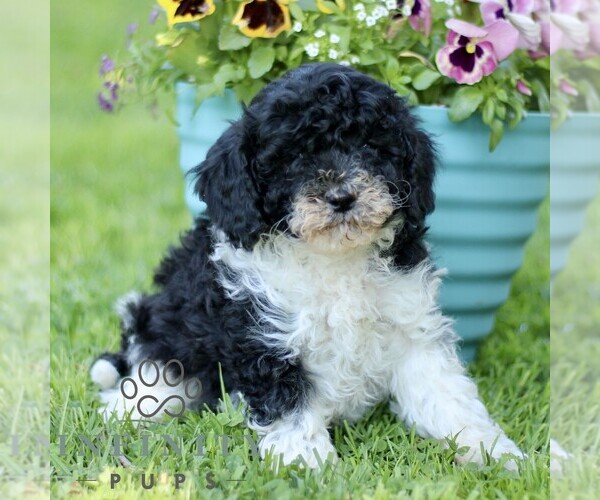 Medium Photo #5 Cavapoo (Miniature) Puppy For Sale in QUARRYVILLE, PA, USA
