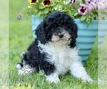 Small #4 Cavapoo (Miniature)