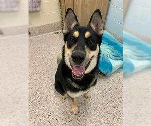 German Shepherd Dog-Siberian Husky Mix Dogs for adoption in Brighton, CO, USA