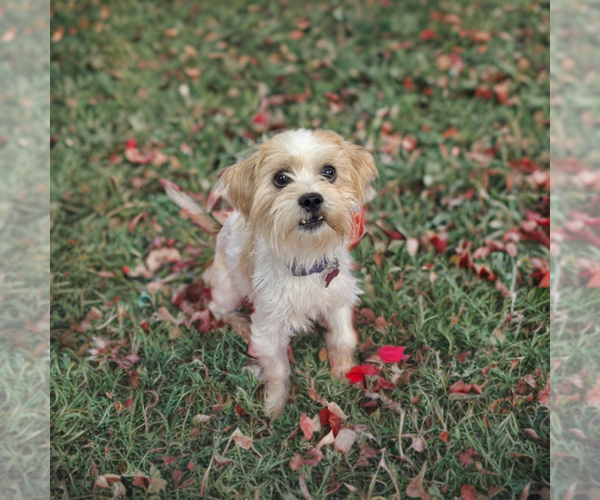 Medium Photo #3 Mutt Puppy For Sale in Caldwell, NJ, USA