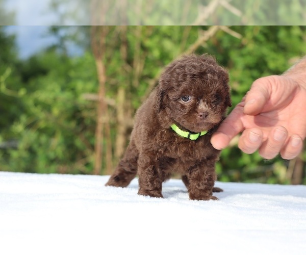 Medium Photo #19 ShihPoo Puppy For Sale in DYERSBURG, TN, USA
