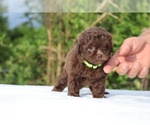 Small #18 ShihPoo