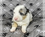 Puppy Girl Two Australian Shepherd