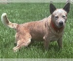 Small Photo #1 Australian Cattle Dog Puppy For Sale in ZOLFO SPRINGS, FL, USA