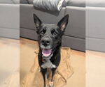 Small Photo #50 Australian Kelpie-Unknown Mix Puppy For Sale in Caldwell, NJ, USA