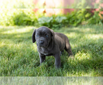 Small Photo #13 Cane Corso Puppy For Sale in WAKARUSA, IN, USA