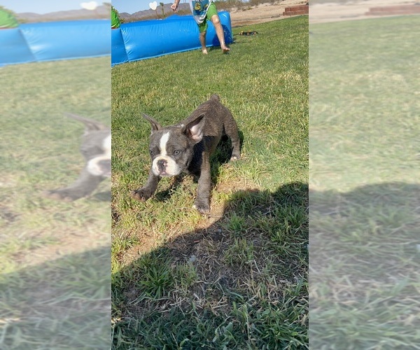 Medium Photo #5 French Bulldog Puppy For Sale in BUCKEYE, AZ, USA