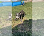 Small #4 French Bulldog
