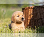 Small Photo #7 Golden Retriever Puppy For Sale in JONES, MI, USA