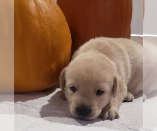 Medium Photo #20 Labrador Retriever Puppy For Sale in OLYMPIA, WA, USA