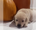 Small Photo #20 Labrador Retriever Puppy For Sale in OLYMPIA, WA, USA