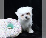 Small #4 Maltese
