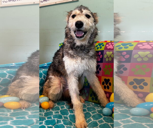 Medium Photo #2 Poodle (Standard)-Siberian Husky Mix Puppy For Sale in Pacolet, SC, USA