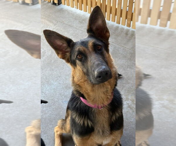 Medium Photo #14 German Shepherd Dog-Unknown Mix Puppy For Sale in Lake Forest, CA, USA