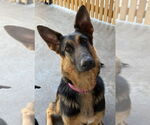 Small #13 German Shepherd Dog Mix