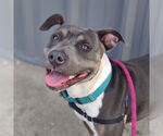Small #22 American Pit Bull Terrier