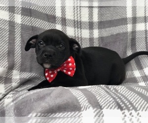 American Bulldog-Black Mouth Cur Mix Puppy for sale in LAKELAND, FL, USA