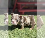 Small Photo #6 Bulldog Puppy For Sale in LOS ANGELES, CA, USA