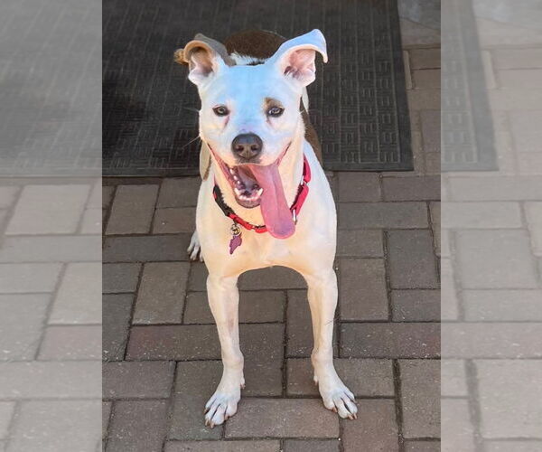 Medium Photo #12 Mutt Puppy For Sale in Atlanta, GA, USA