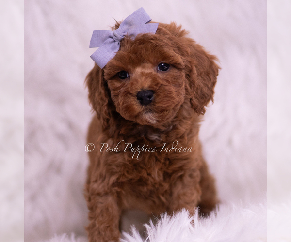 Medium Photo #103 Poodle (Toy) Puppy For Sale in WARSAW, IN, USA
