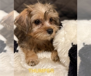 Medium Yorkshire Terrier