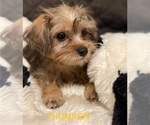 Puppy 3 Yorkshire Terrier